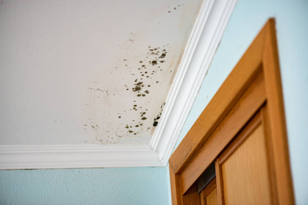 Best Insurance-Related Mold Remediation in Erda, UT