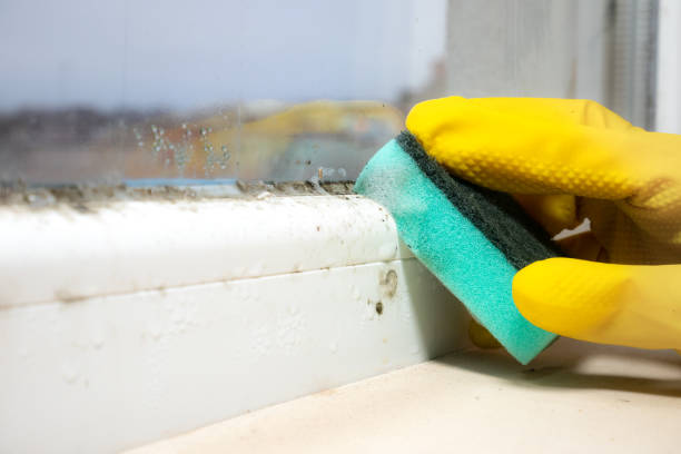 Professional Mold Remediation in Erda, UT