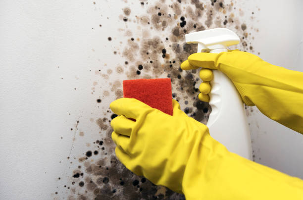 Best Black Mold Remediation in Erda, UT