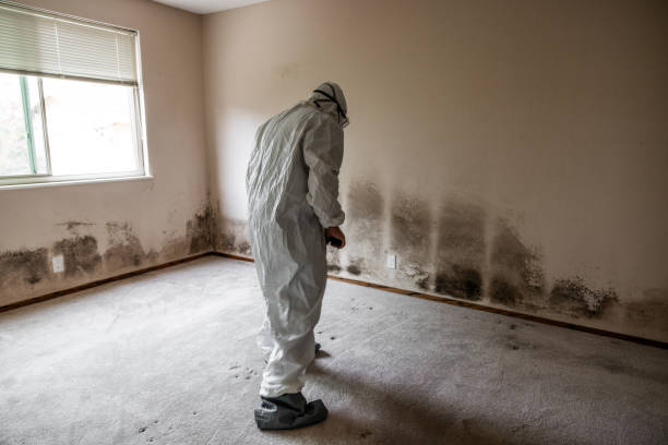 Best Post-Flood Mold Remediation in Erda, UT